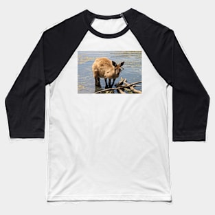 Cooling Off! Western Grey Kangaroo Baseball T-Shirt